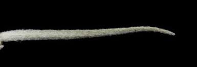 Image result for Sopubia lanata