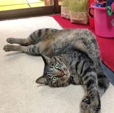 2日ぶりにママが帰ってきた 甘えたい猫がとった作戦とは ねこのきもちweb magazine 猫 ねこ 柴犬