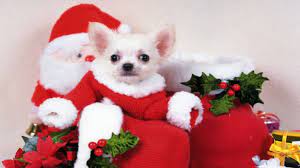 Christmas Puppies Christmas Dog Christmas Puppy Christmas Animals