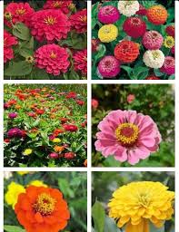 Maybe you would like to learn more about one of these? Pin By Ashley Taveras On Outside Popular Flowers Zinnia Flowers Planting Flowers