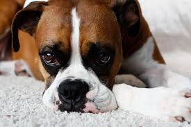 In the absence of other problems, tear staining in this area is normal and is just a cosmetic concern. The 5 Common Boxer Dog Eye Problems You Need To Know About