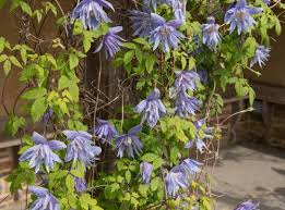 Clematis can be quite challenging to grow from cuttings, but by following our guide, you can trying growing more climbers for free. How To Take Clematis Cuttings Pyracantha Co Uk