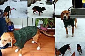 Free knitting pattern for an outdoor dog. Our Retirement Days Free Cable Knit Dog Sweater Pattern