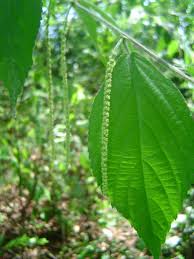 Image result for Acalypha chirindica