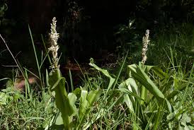 Image result for Chlorophytum macrophyllum