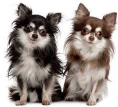 Fotos De Perros De Raza Chihuahua Chihuahua Puppies Dog Breeds Chihuahua
