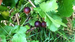 Image result for jostaberry