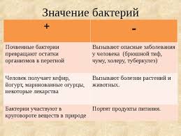 бактерии кроссворд по биологии 5 класс с вопросами и ответами Stroenie I Zhiznedeyatelnost Bakterij Biologiya Prezentacii