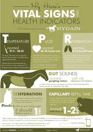 Know Your Horses Vital Signs Hygain Horse Feed