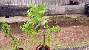 Pokok buah apple bidara sesuai dengan cuaca malaysia3. Benih Pokok Epal Bidara Bidara Kampung Bidara Siam Youtube