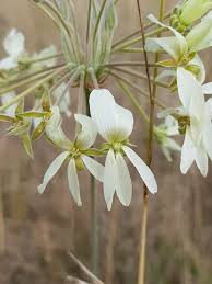 Image result for Pelargonium luridum