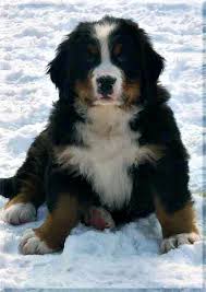 Passen sie die übersetzung mit deepl pro an die gewünschte formelle oder informelle anredeform an. Datei Berner Sennenhund Welpe Jpg Wikipedia