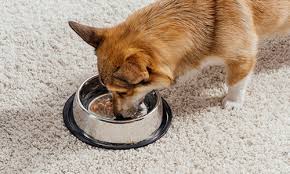 Jul 19, 2019 · add water to dry dog food to make it more palatable and enhance the dog's hydration. The Benefits Of Feeding Wet Dog Food Blue Buffalo
