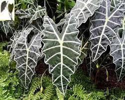 Pin On Art Plants And Foliage