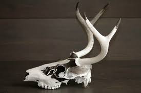 Black And White Deer Skull Painted Deer Skull Reverse Black And White Paints Deer Skull Art Skull Painting Deer Skulls