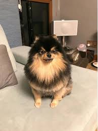 Pin By Blink Bye On Kim Yeon Tan In 2020 Bts Dogs Taehyung Bts