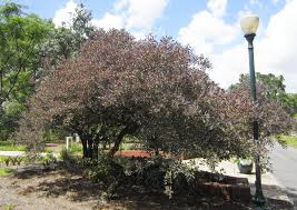 Image result for Vitex trifolia