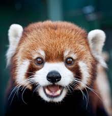 Red Pandas At The Vilas Zoo Cute Animals Red Panda Cute Cute Baby Animals