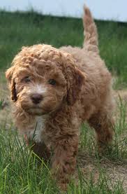 Please contact me if you are interested in adopting a goldendoodle. Monarch Australian Labradoodles Your New Best Friend Is Here