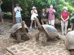 Galapagos Tortoise Facts Habitat Diet Life Span Pictures