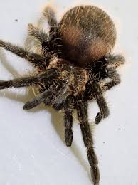 citation neededthe species' native range is nicaragua and costa rica. The Curly Hair Tarantula Spider Free Photo On Pixabay