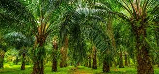 Huile de palme impact environnemental. Effets De L Huile De Palme Sur La Sante Quels Dangers