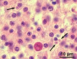 Image result for Bonamia