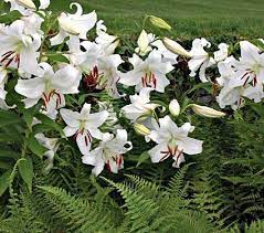 As Time Goes By Casa Blanca Lilies And Ferns White Flower Farm Oriental Lily Bulb Flowers