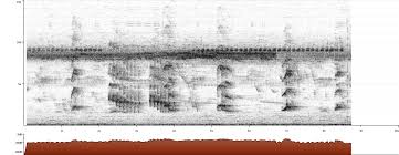 Please note that this is completely my own opinion. Grey Headed Swamphen Porphyrio Poliocephalus Xeno Canto