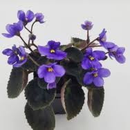 Image result for Saintpauliopsis