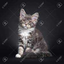 The white can be on their legs, belly, chest, and face and is usually combined with black, red, cream, and blue. Cute Blue Tabby Maine Coon Cat Kitten Sitting Side Ways Looking Stock Photo Picture And Royalty Free Image Image 123829372