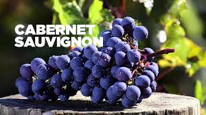 Kiến Thức Rượu Vang #2 - Tìm Hiểu Dòng Nho Cabernet Sauvignon 🍇 Cabernet Sauvignon, được mệnh danh là "Vua của các loại nho", là một trong những giống nho làm rượu