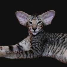 Pin By Jessica Brunelle On Cat Patterns Oriental Shorthair Cats Cute Cats And Kittens Cat Breeds