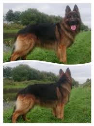 To furnish guidelines for breeders who wish to maintain the quality of their breed and to improve it; Kenquartz Texas