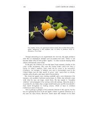 Image result for Dovyalis hispidula