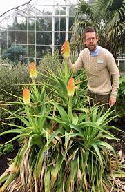 Image result for Kniphofia dubia