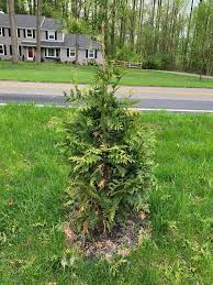 Image result for thuja drying out dead dried symptoms)