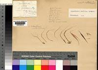 Image result for Hyparrhenia welwitschii