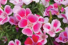 Image result for Droguetia