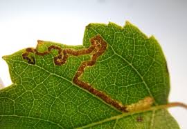 Image result for Stigmella continuella