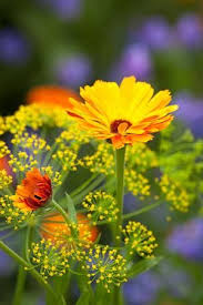 Calendula Officinalis Indian Prince Calendula Beautiful Flowers Flower Field