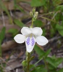 Image result for Asystasia intrusa