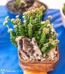 San diego cactus and succulent society | 2019 summer show results. Crassula Emerald Succulents Cacti And Succulents Succulents Indoor