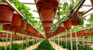 The grapes harvesting are only available t. 9 Popular Strawberry Farms At Cameron Highlands Sgmytrips