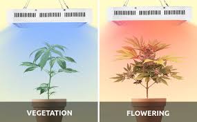 Track your growth to improve your cannabis plant's quality. Are You Using Cannabis Led Lights Wrong Here Are Top Mistakes You Should Avoid Herbies
