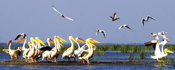 The delta can be explored as part of a danube river cruise, or on day trips and boat excursions from tulcea which has good hotels, restaurants specializing in fish crisan information center (centrul de documentare si educatie ecologica crisan) address: The Danube Delta