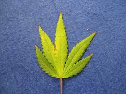 They are variegated) and tiny plantlets form in the 'teeth' at the leaf tips (i.e. Leaves Curling Down Brown Tips Rollitup