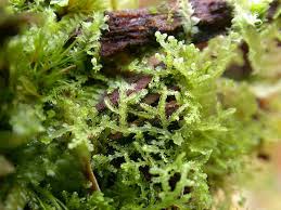 Image result for Leptonychia