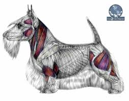 You Need To Know Anatomy To Do It Right Dog Anatomy Dog Groomers Pet Grooming
