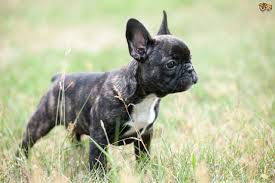 American bulldog growth chart, american bulldog weight charts, how much should my american bulldog weigh click here for a french bulldog puppy feeding guide, plus advice on how often you should be feeding. Eight Top Facts About The French Bulldog Pets4homes